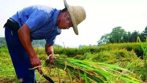 （王中王免费资料大全料大全一精准）